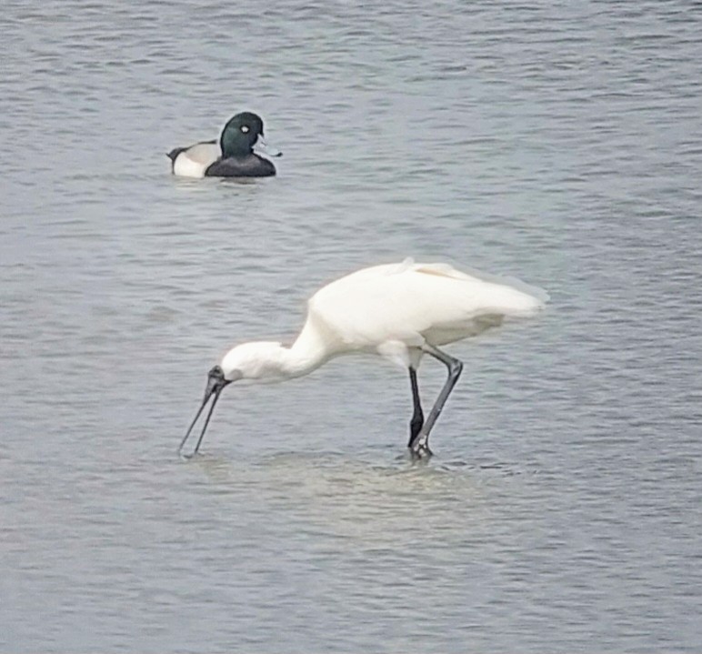 Mokozabal txikia - ML636120933