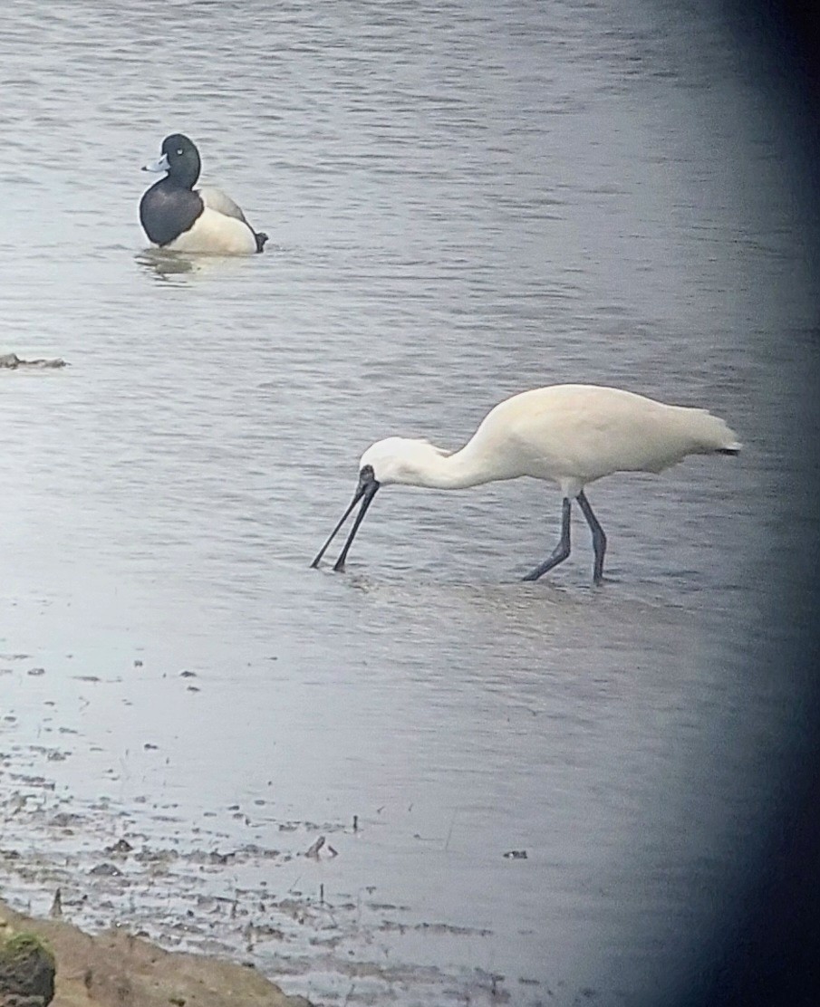 Mokozabal txikia - ML636120934