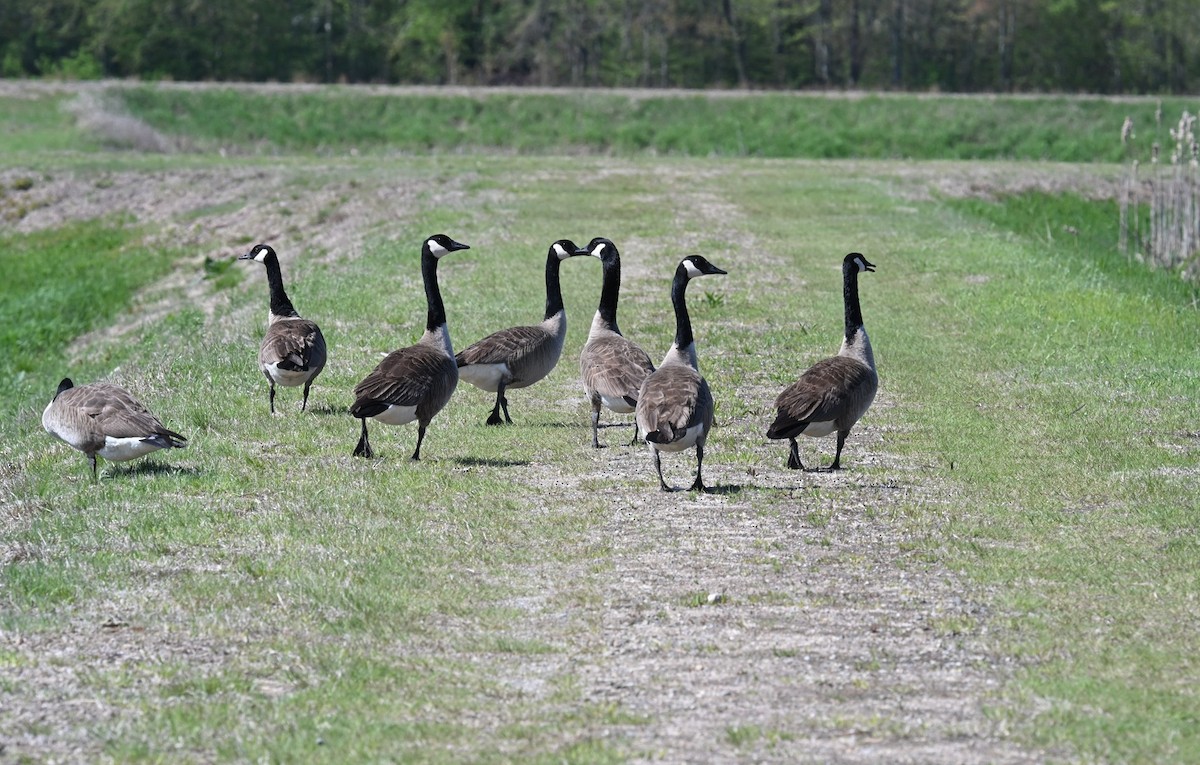 Canada Goose - ML636120977