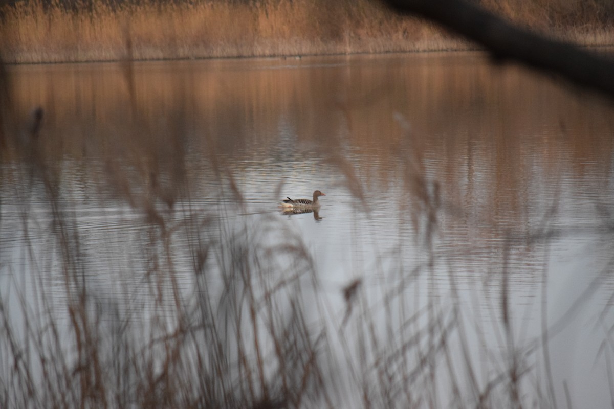 Boz Kaz - ML636120978