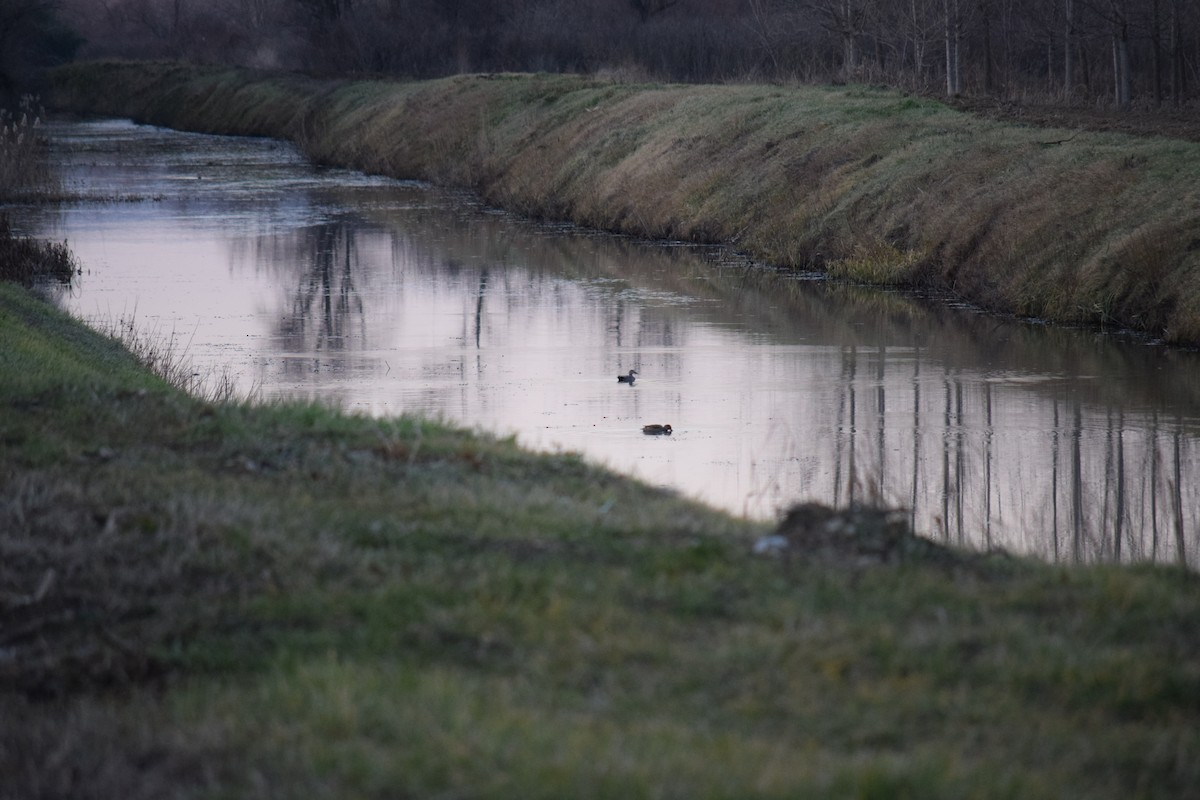 Boz Ördek - ML636121029