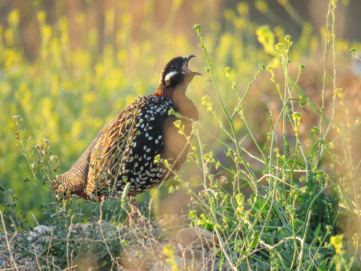 Francolino - ML636121061