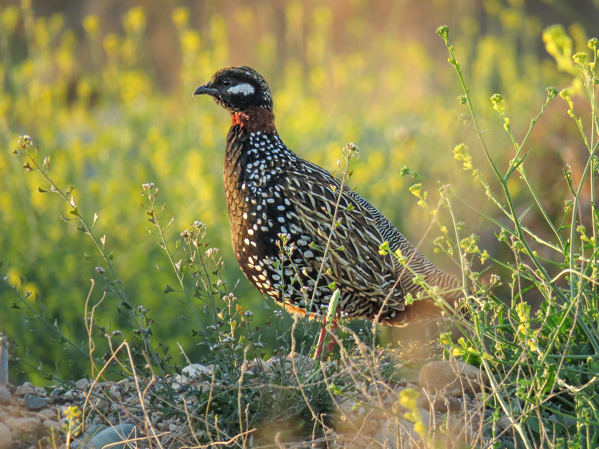 Francolino - ML636121065