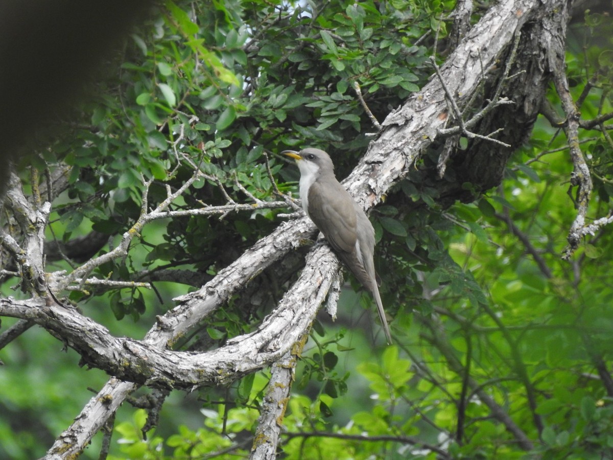 Кукліло північний - ML636121085
