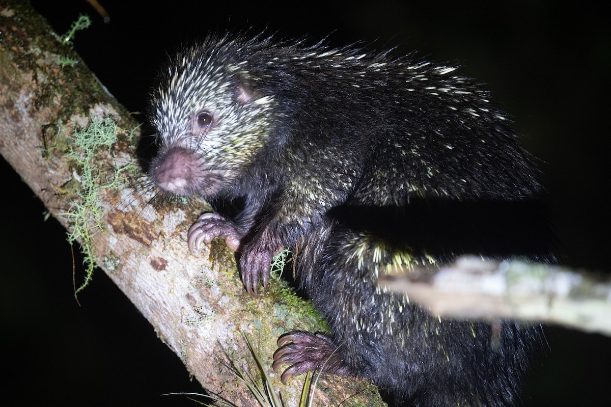 Animals - ML636121091