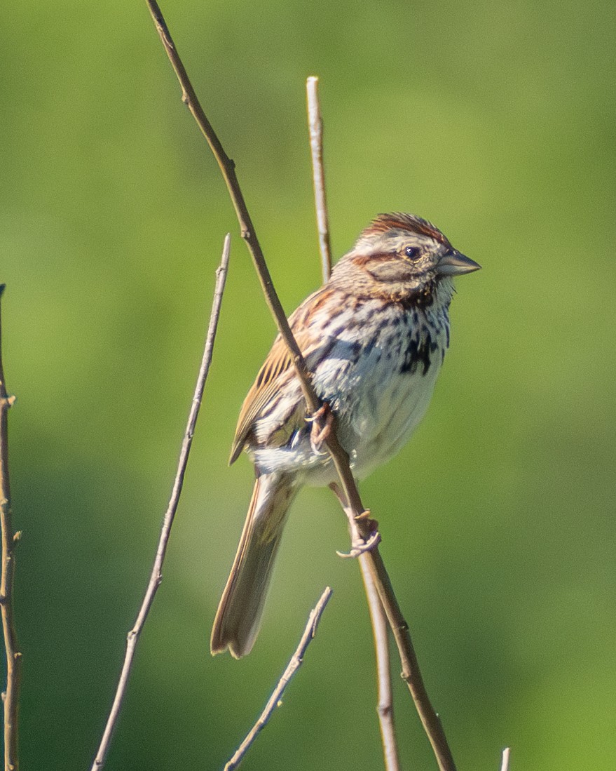 Song Sparrow - ML636121097