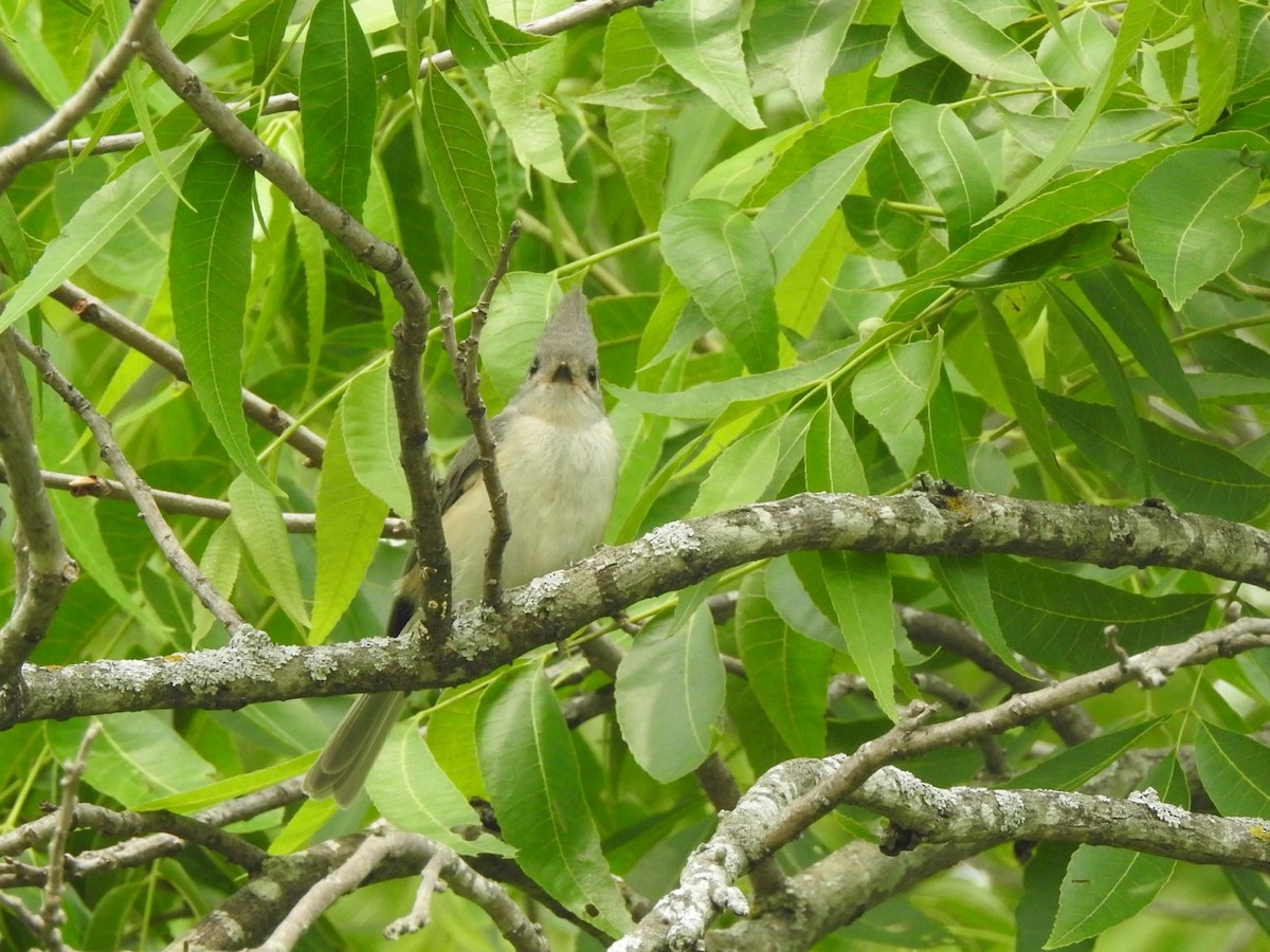 Синиця гострочуба x чорночуба - ML636121100