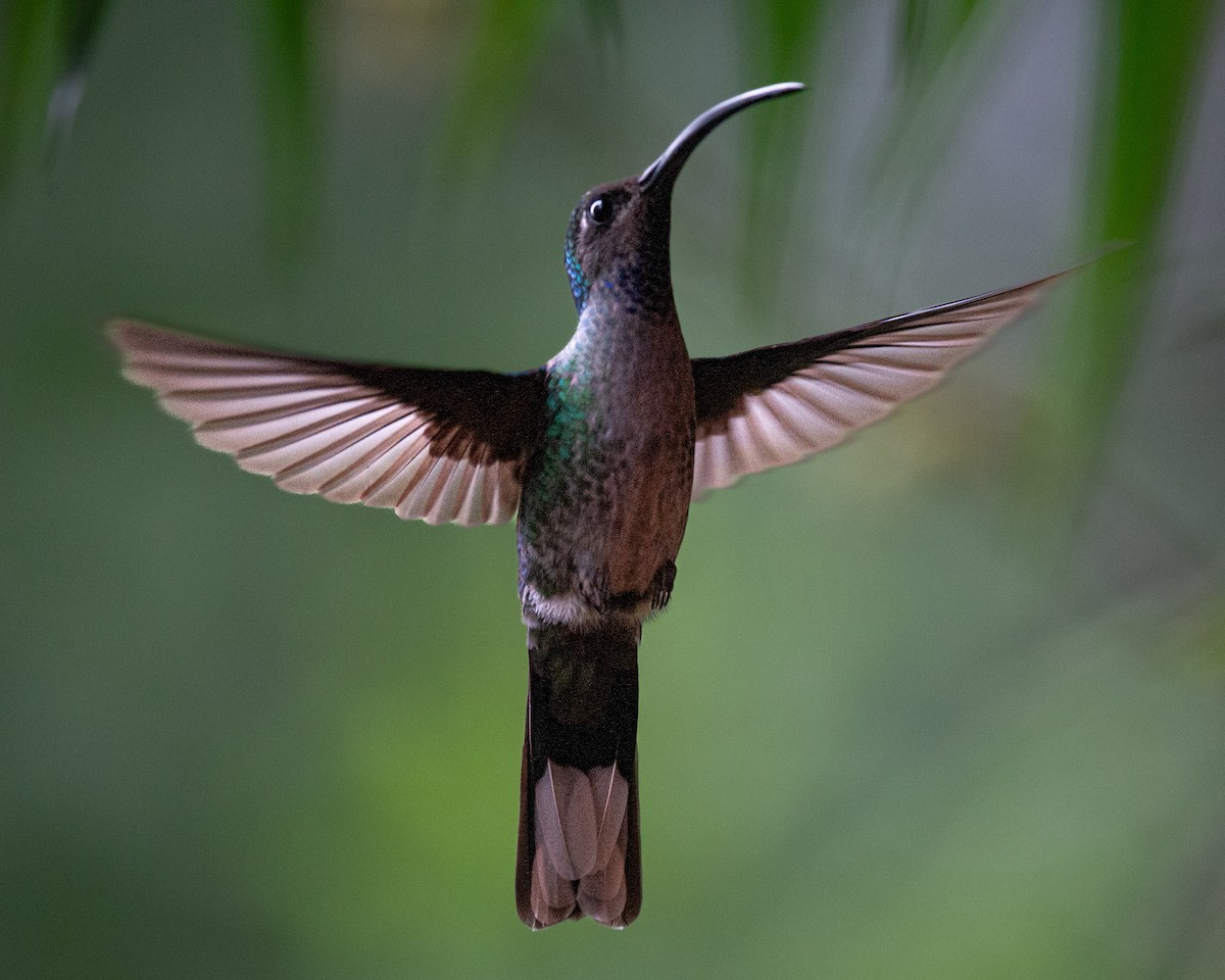 Violet Sabrewing - ML636121108