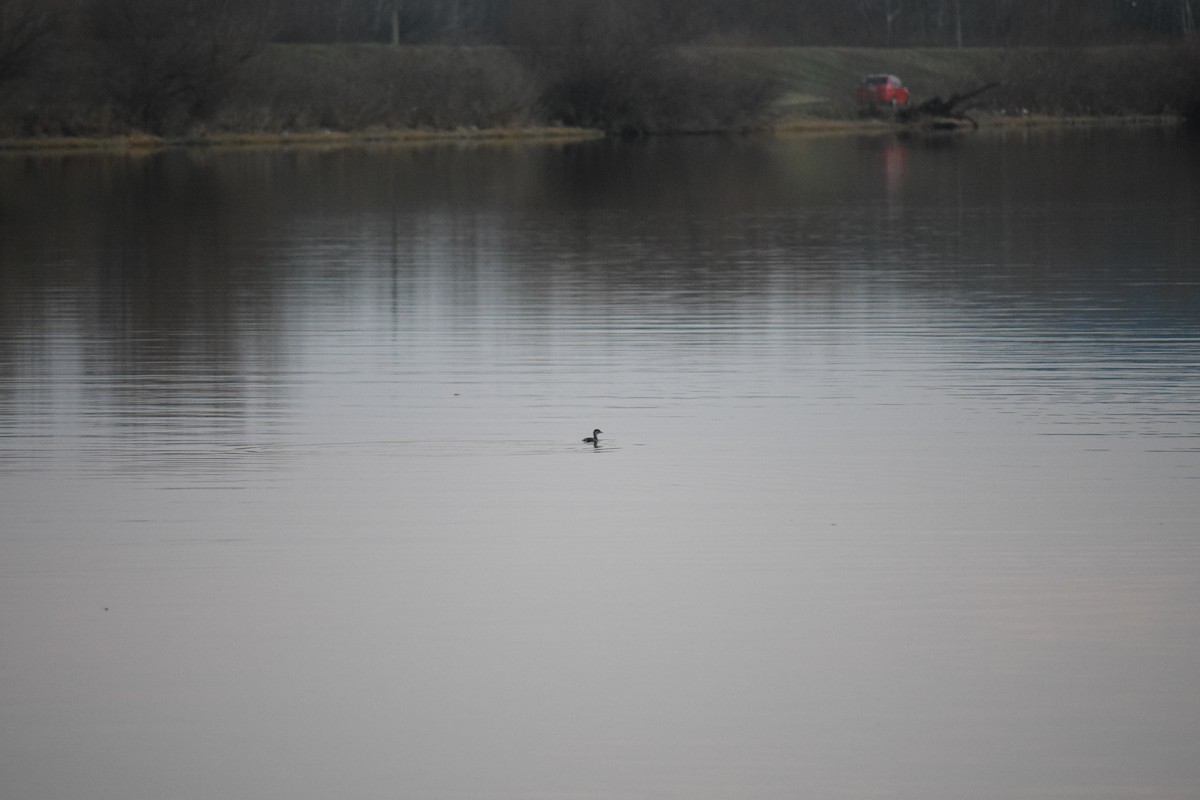 Küçük Batağan - ML636121227