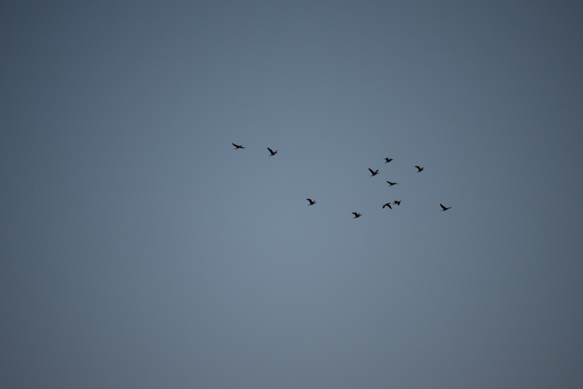 Karabatak - ML636121257