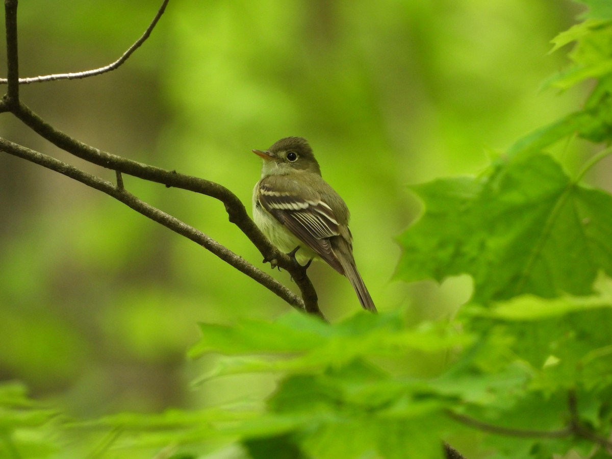 Acadian Flycatcher - ML636121261