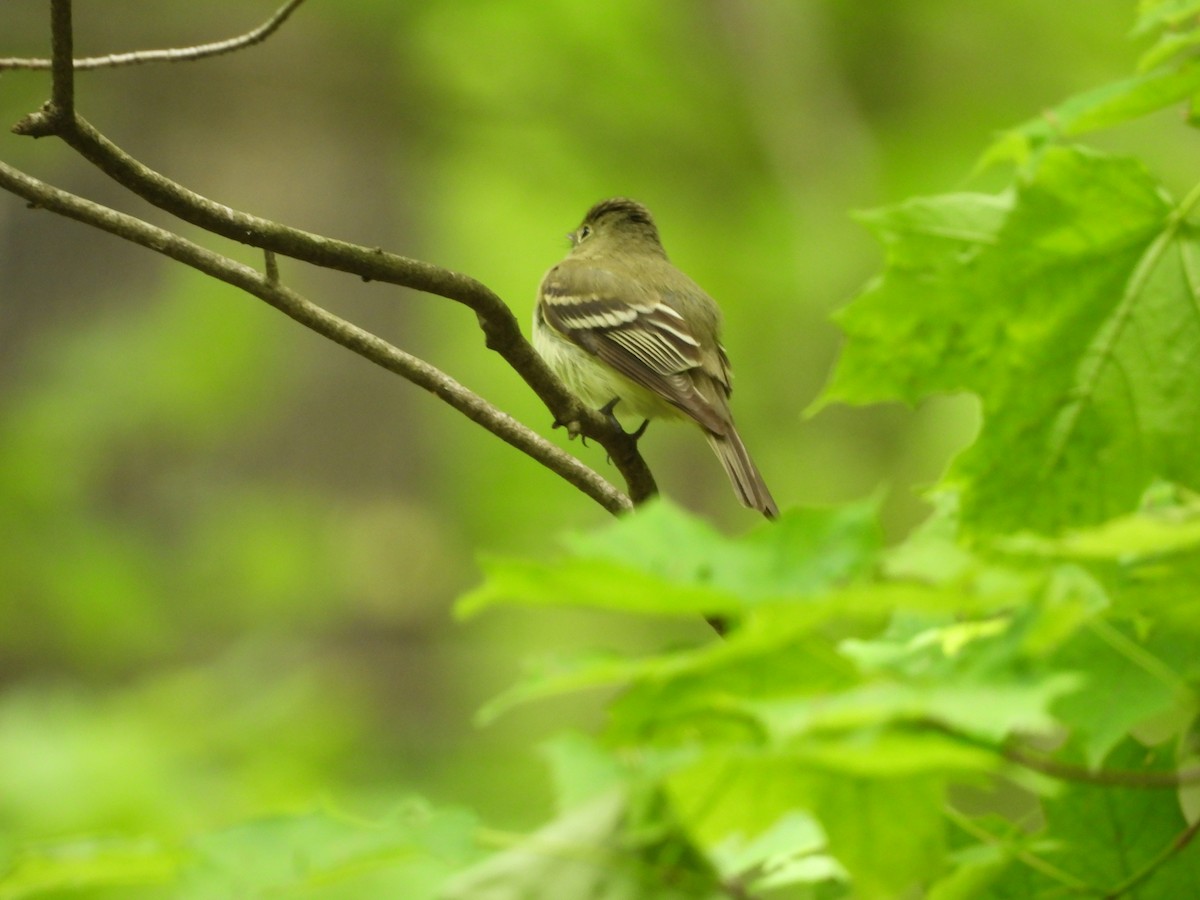 Acadian Flycatcher - ML636121262