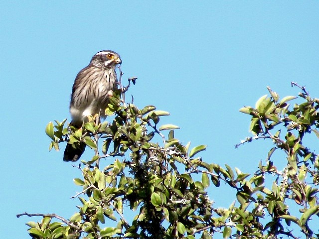 Spot-winged Falconet - ML636121275