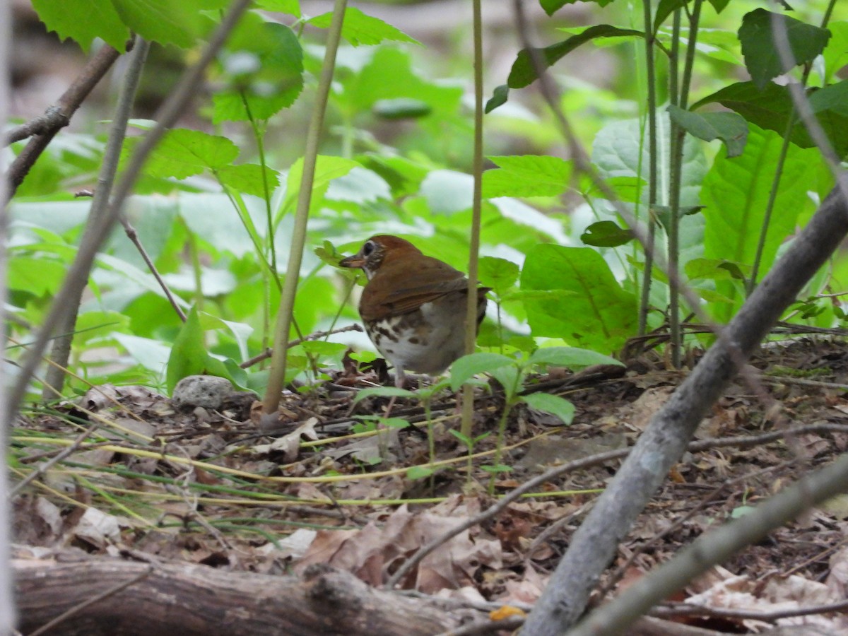 Wood Thrush - ML636121283