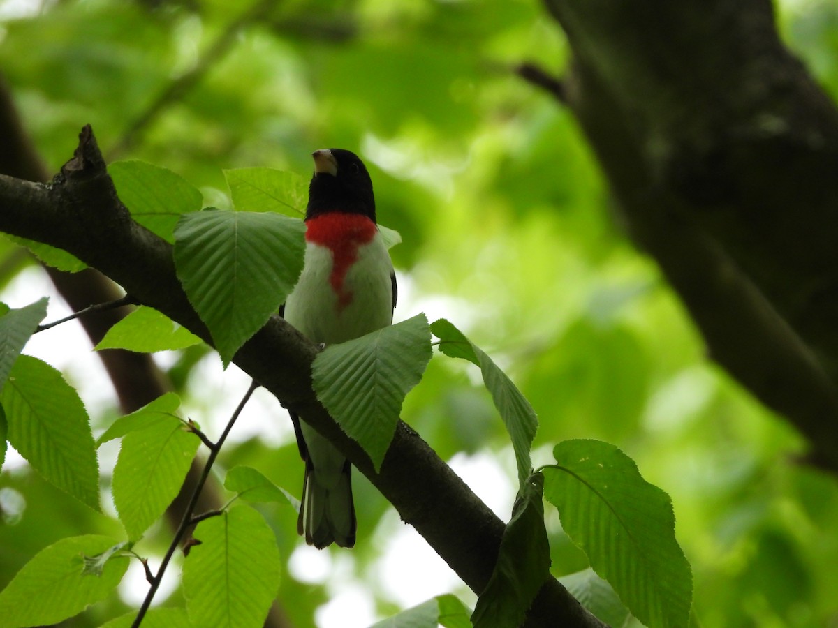 Rose-breasted Grosbeak - ML636121286