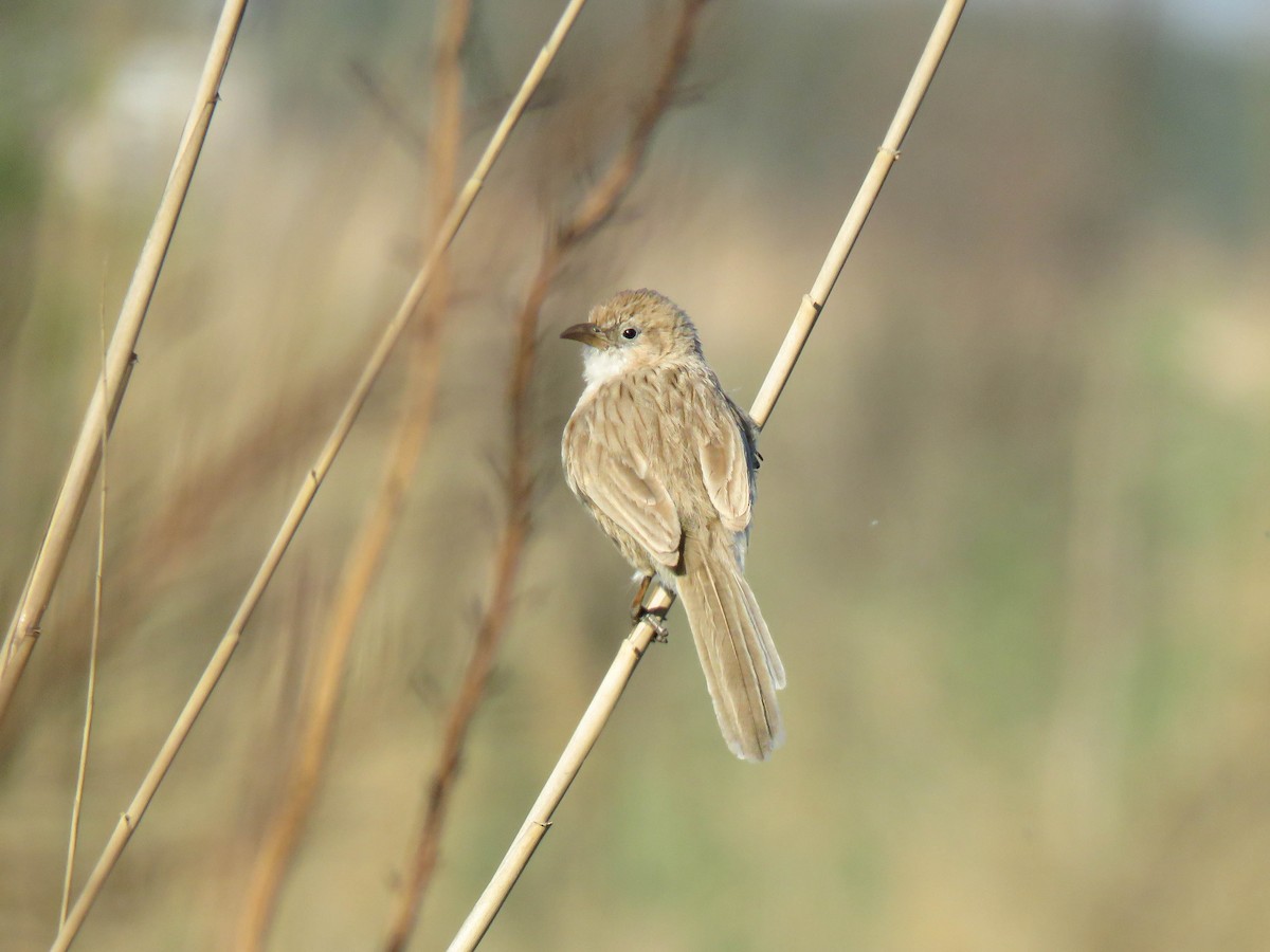 Iraq Babbler - ML636121377