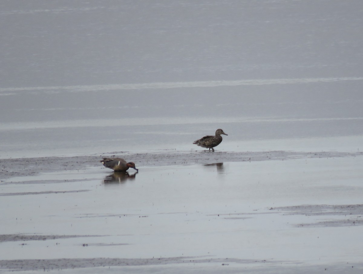 Green-winged Teal - ML636121403