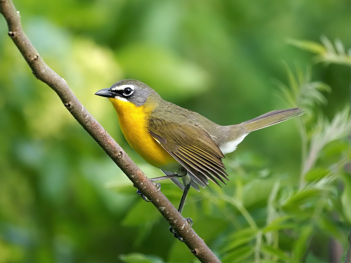 Yellow-breasted Chat - ML636121530