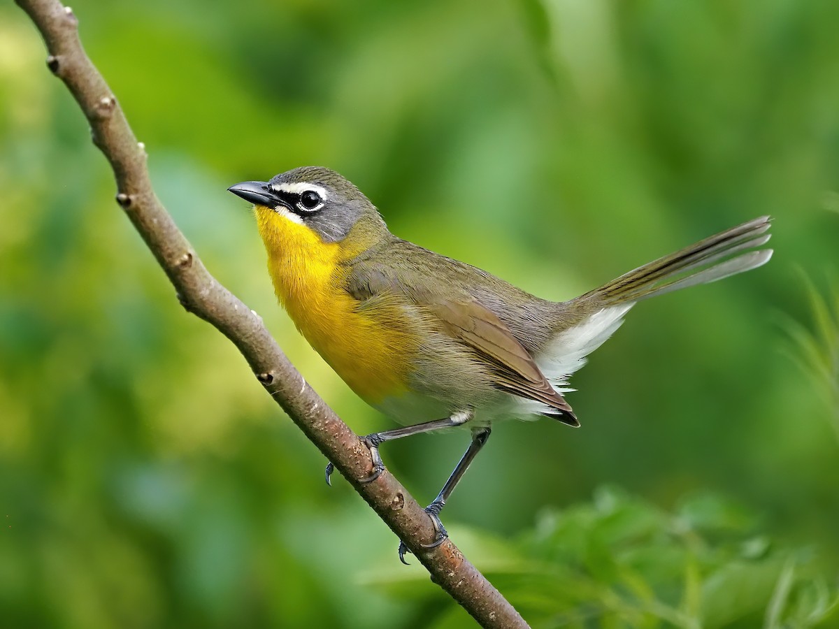 Yellow-breasted Chat - ML636121541