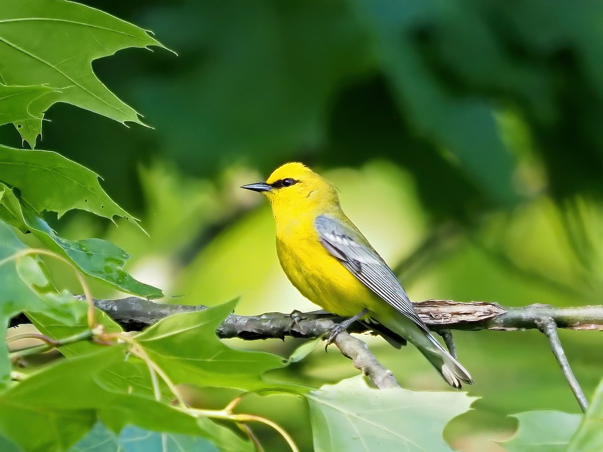Blue-winged Warbler - ML636121554