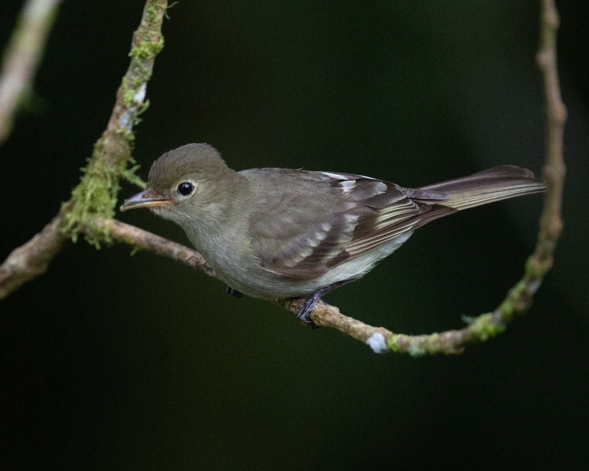 Mountain Elaenia - ML636121568