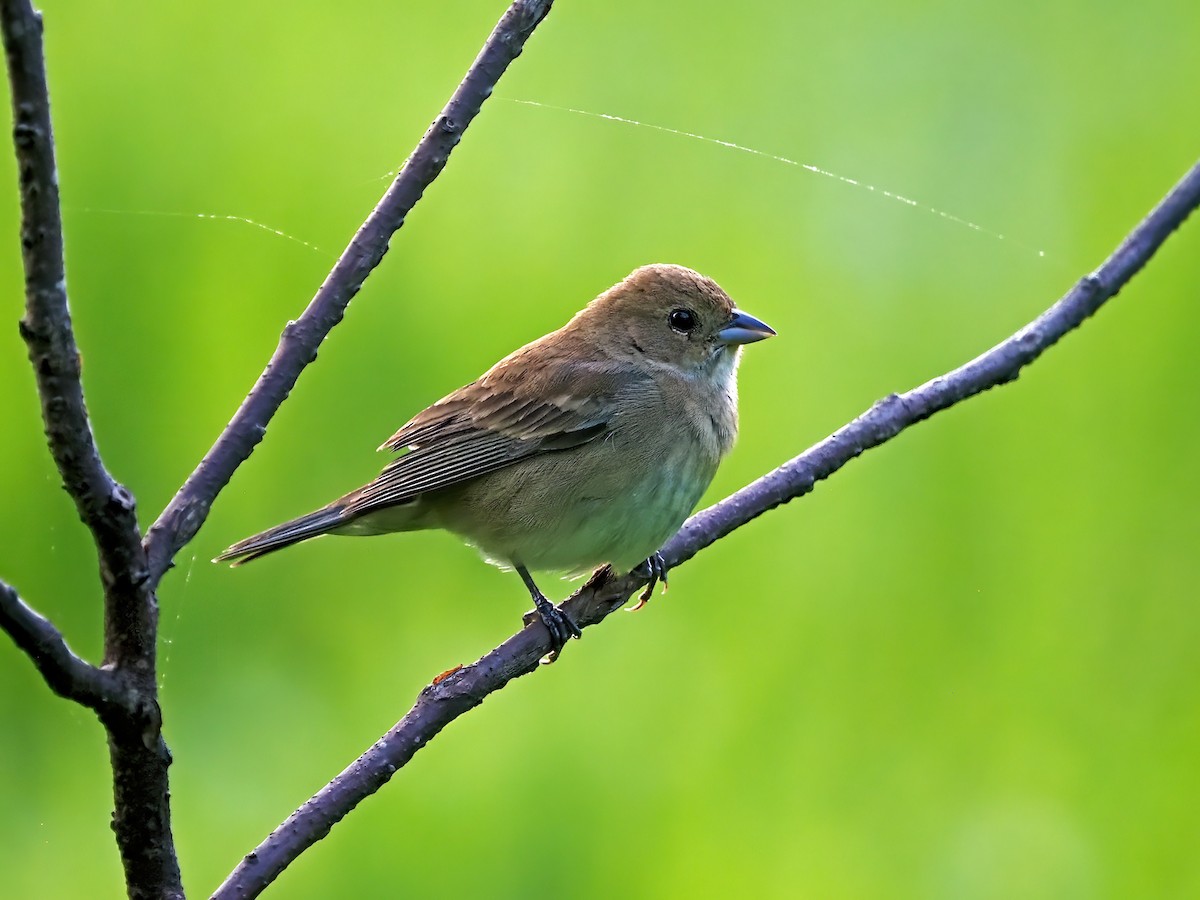 Indigo Bunting - ML636121569
