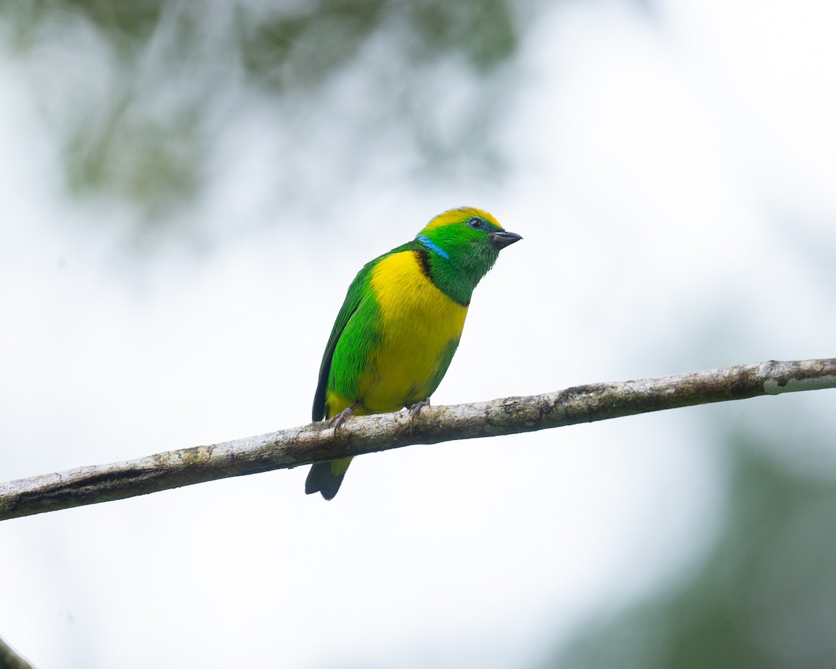 Golden-browed Chlorophonia - ML636121578