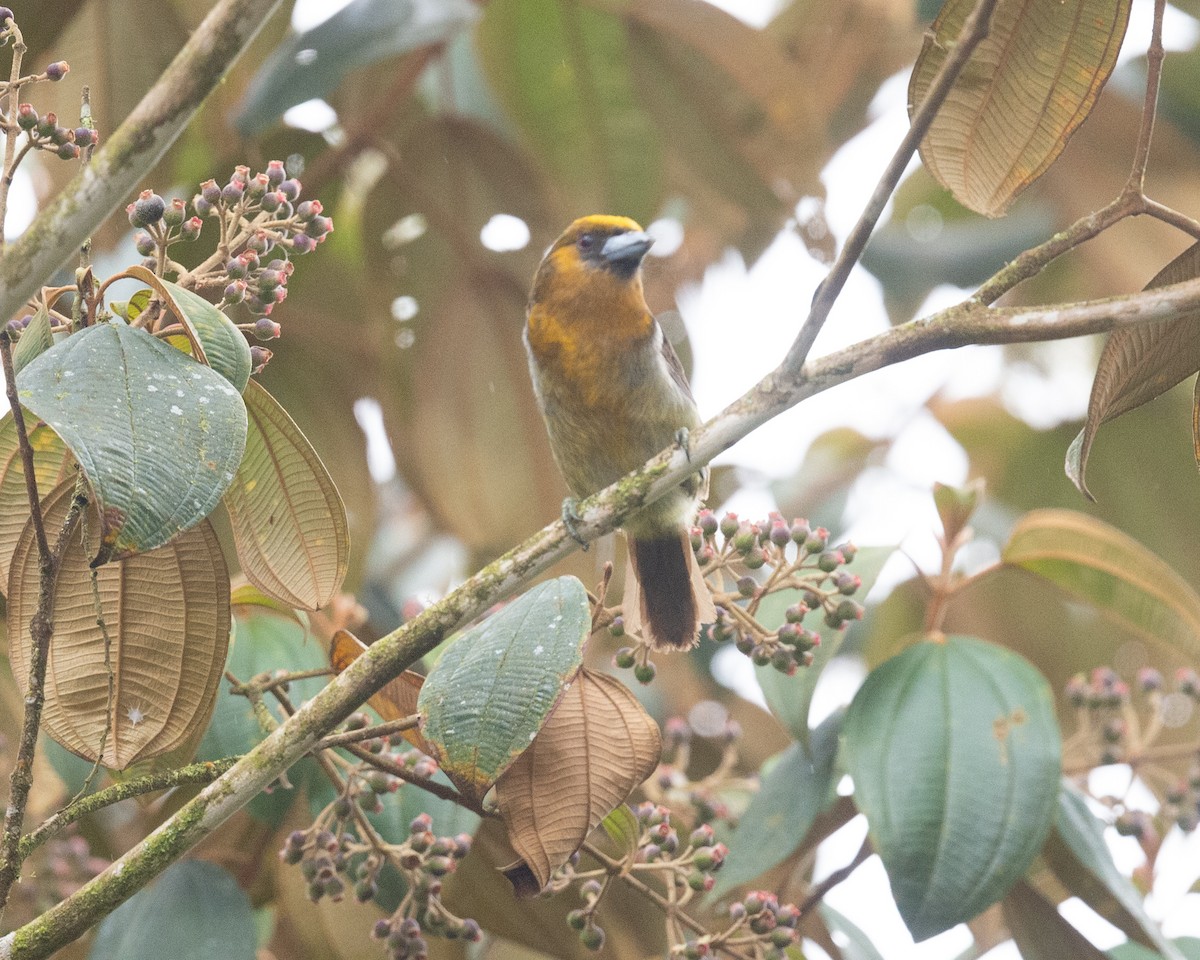 Prong-billed Barbet - ML636121611