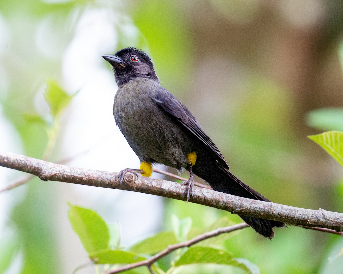 Yellow-thighed Brushfinch - ML636121620
