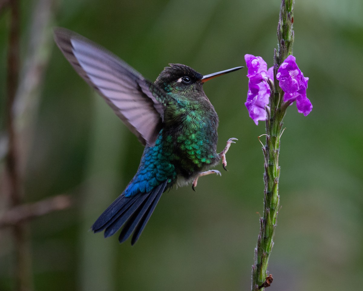 Fiery-throated Hummingbird - ML636121669