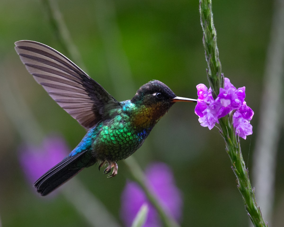 Fiery-throated Hummingbird - ML636121670