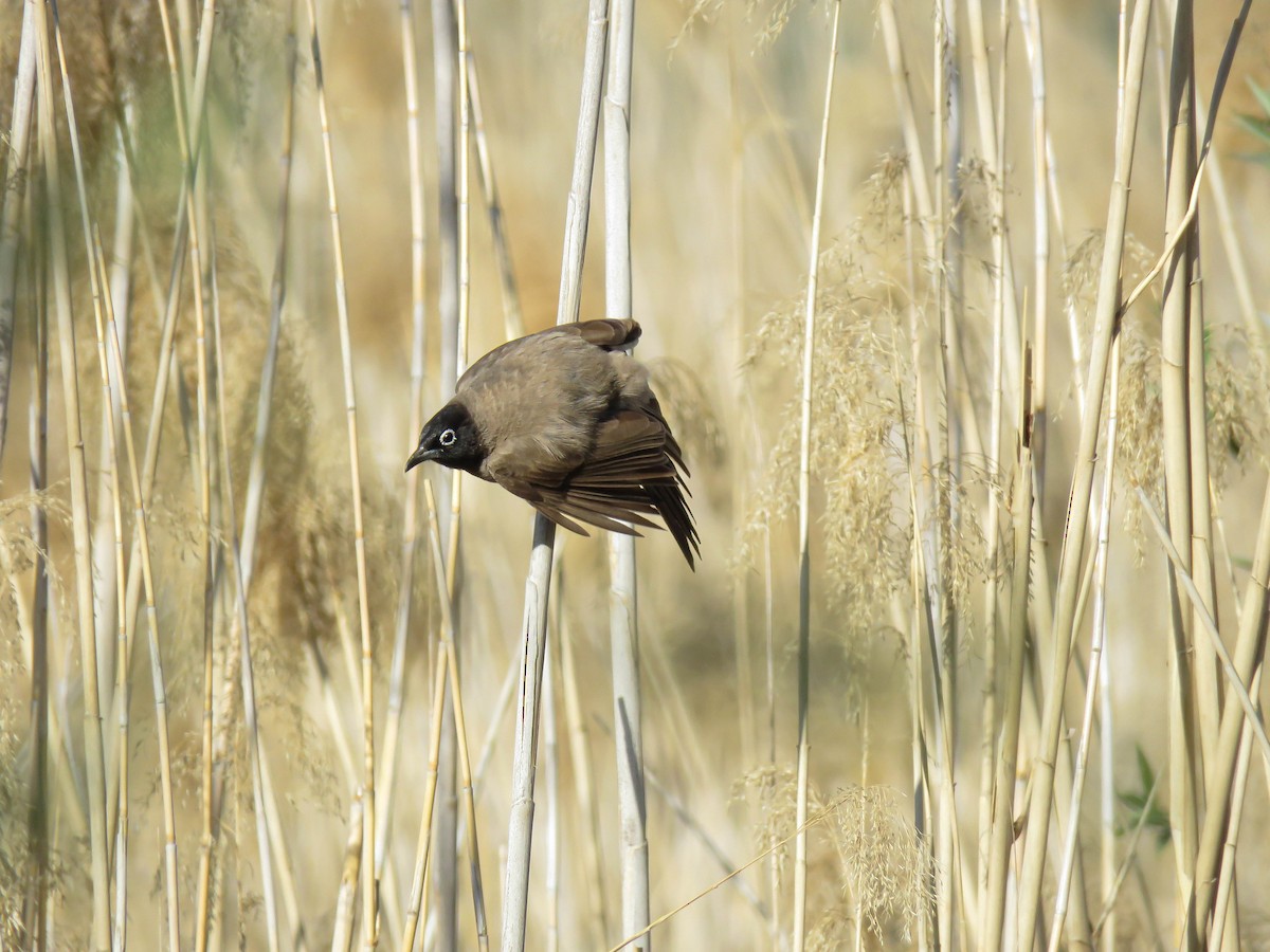 White-spectacled Bulbul - ML636121745