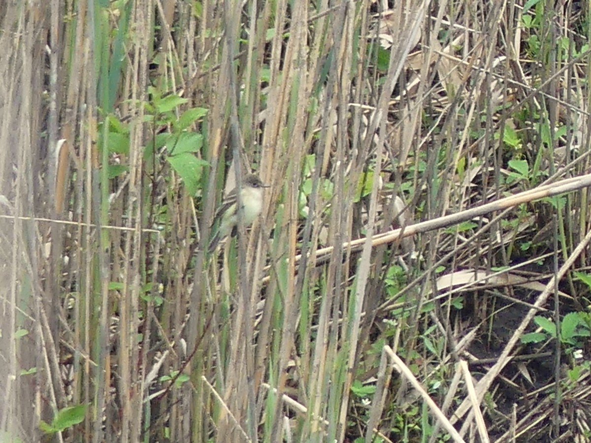 Willow Flycatcher - ML636121775