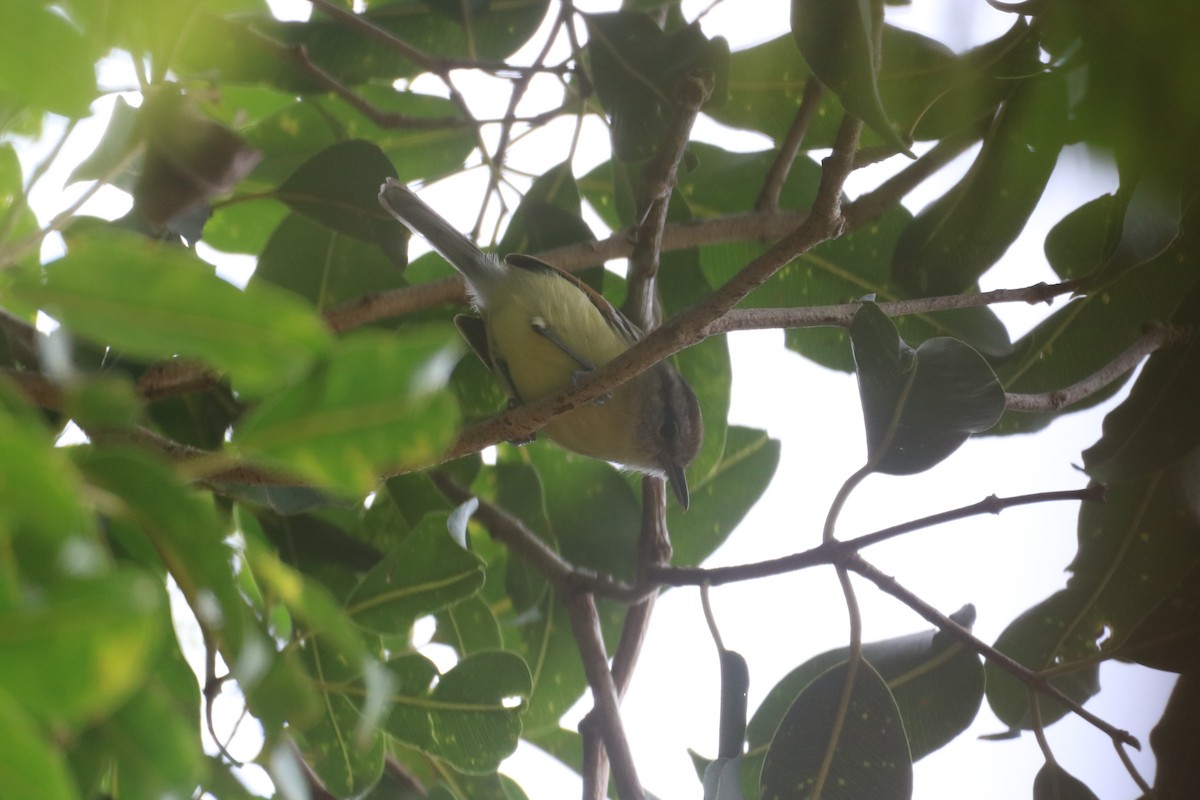Rufous-margined Antwren - ML636121946