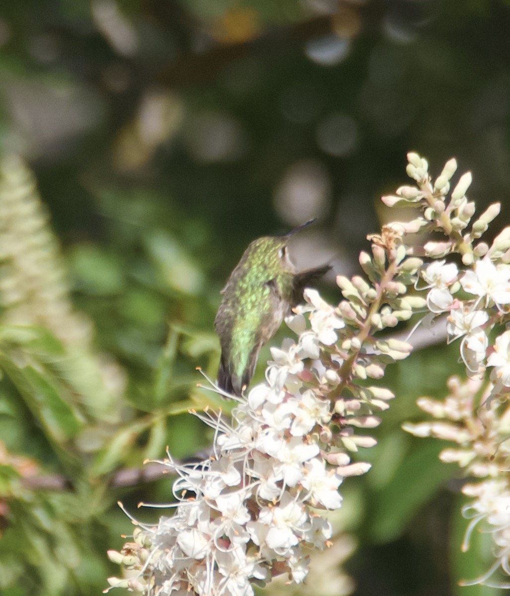 Calliope Hummingbird - ML636122057