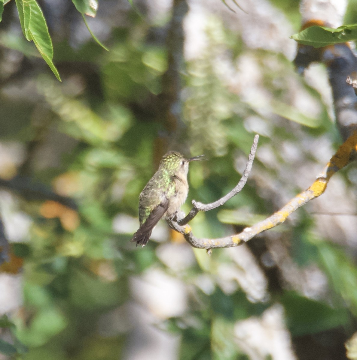 Calliope Hummingbird - ML636122058