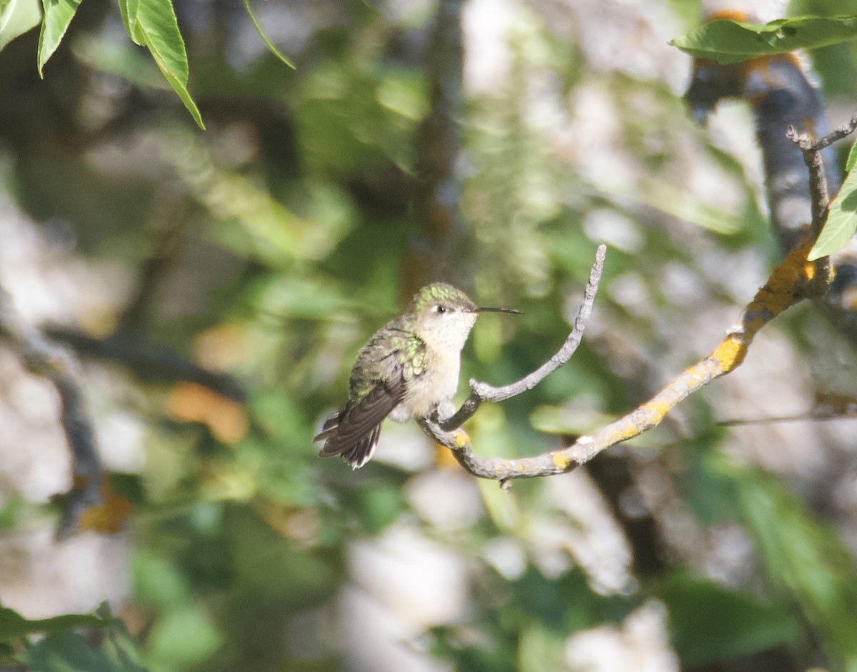 Calliope Hummingbird - ML636122059