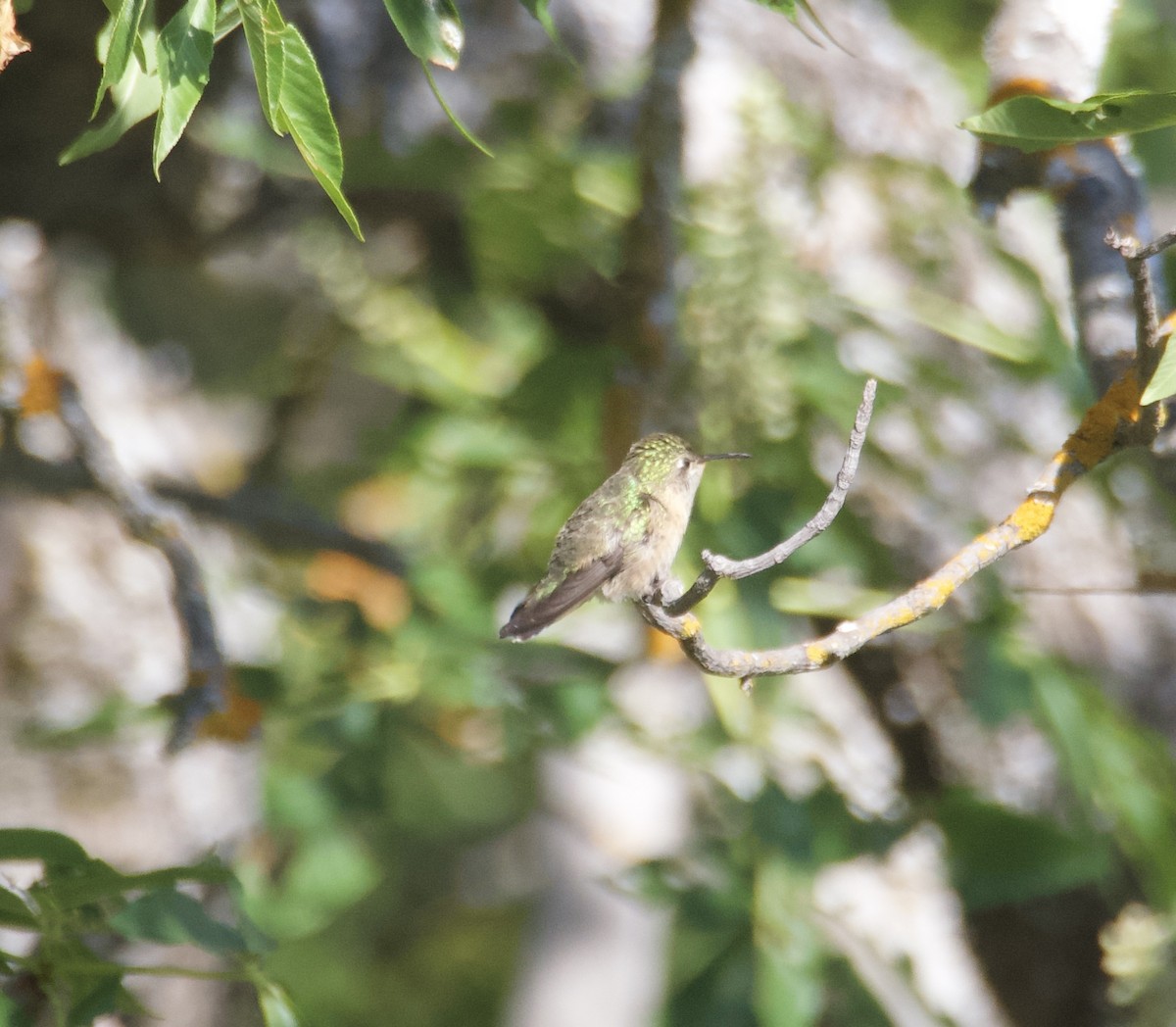 Calliope Hummingbird - ML636122060