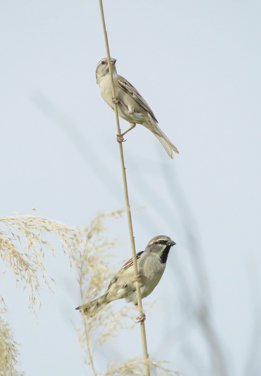 Dead Sea Sparrow - ML636122117