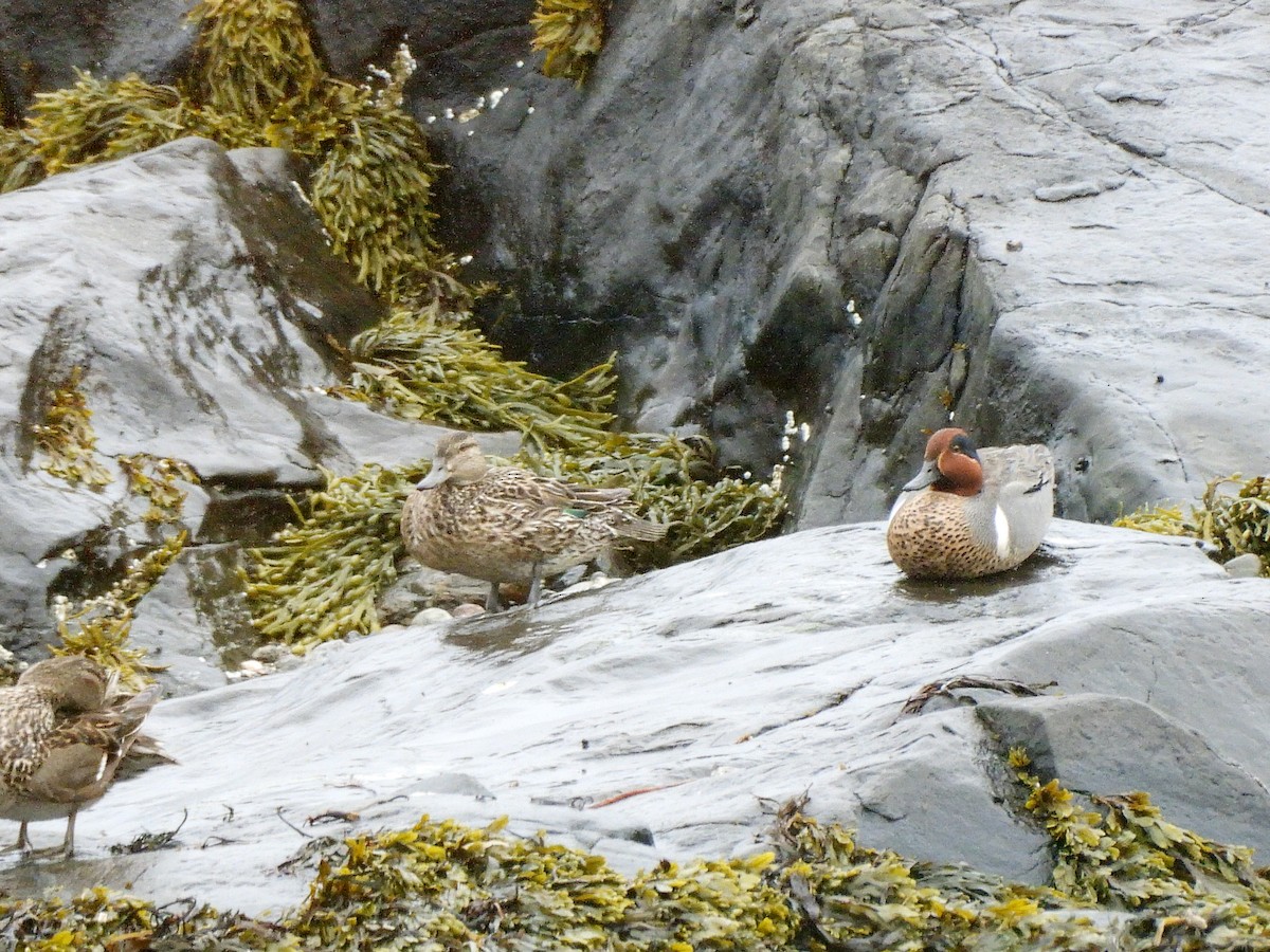Green-winged Teal - ML636122211