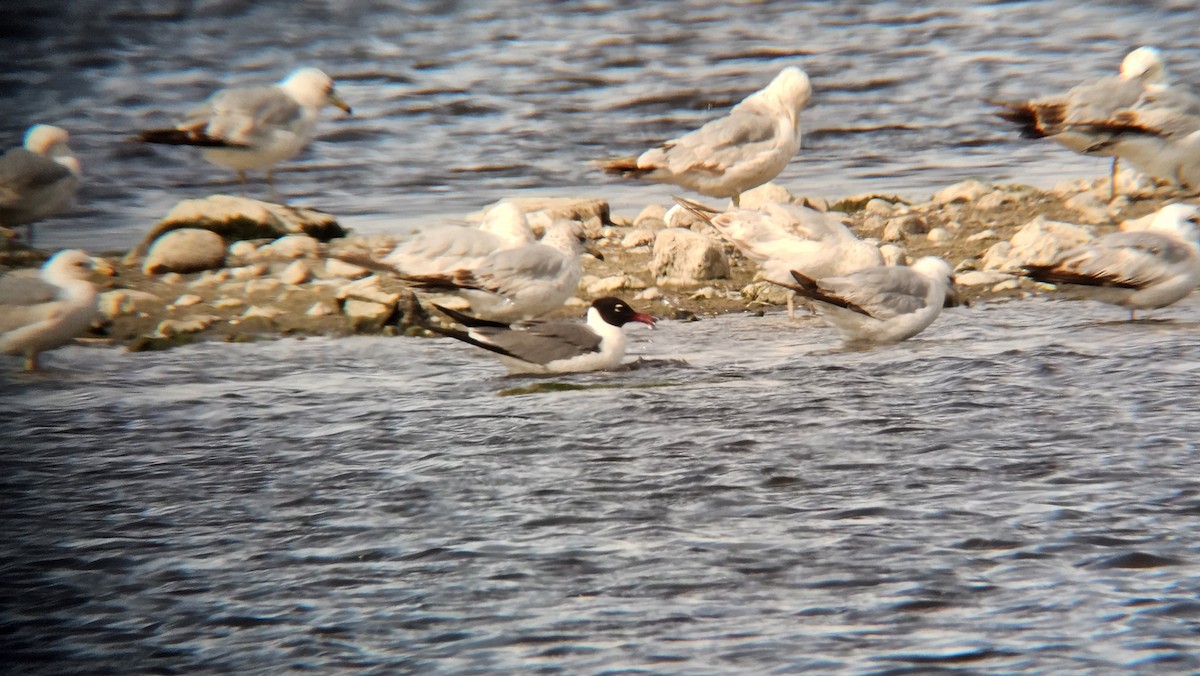 Laughing Gull - ML636122258