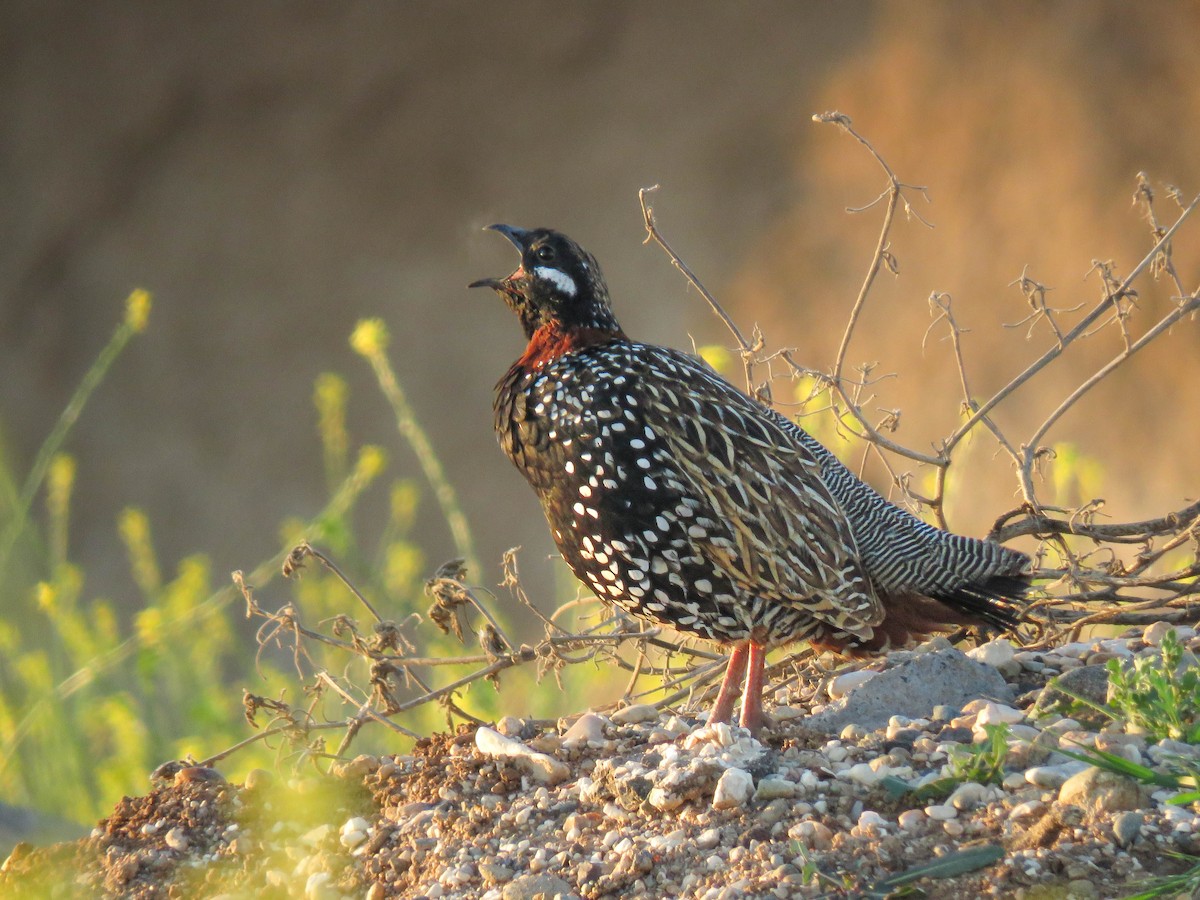 Francolino - ML636122318