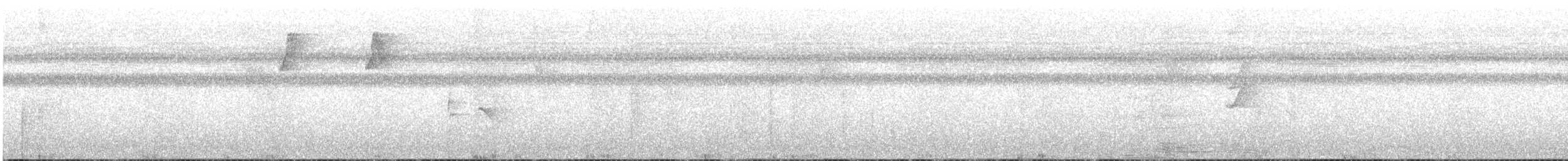 Double-banded Graytail - ML636122453