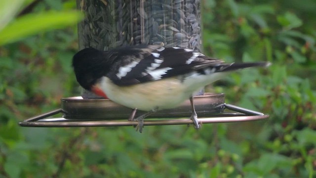 Rose-breasted Grosbeak - ML636122601