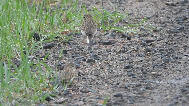 Vesper Sparrow - ML636122603
