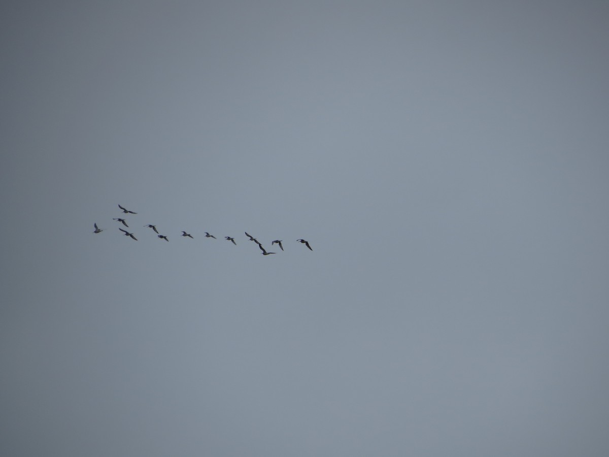 Black-tailed Godwit - ML636122748
