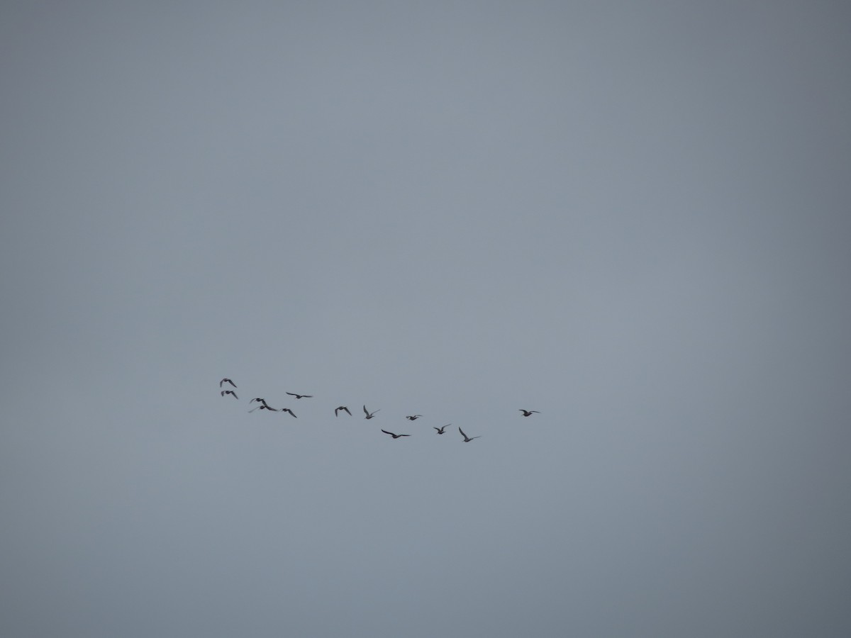 Black-tailed Godwit - ML636122749