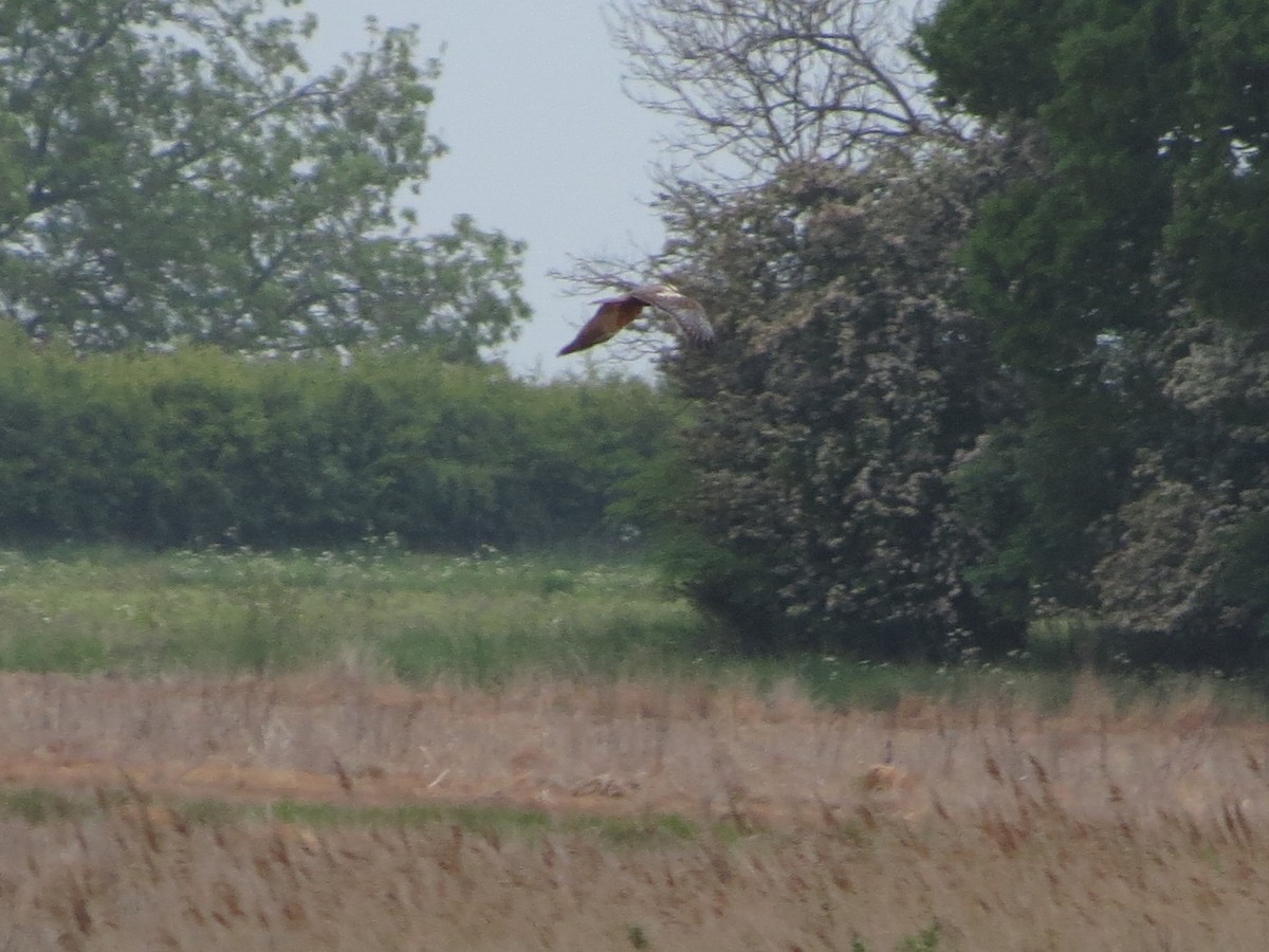 Western Marsh Harrier - ML636122814