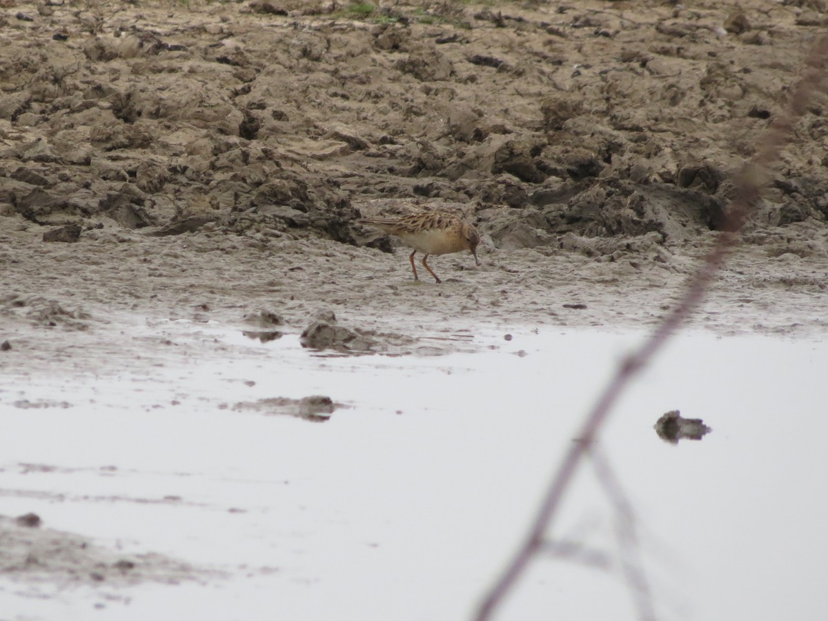 Buff-breasted Sandpiper - ML636122850
