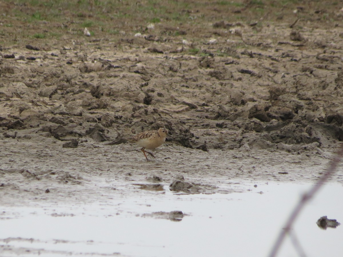 Buff-breasted Sandpiper - ML636122851